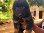 ​ German Shepherd Long Coat
