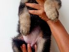 German Shepherd Long Coat Puppy