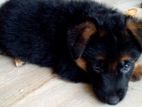 German Shepherd long coat pappys for sale