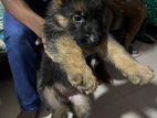 German Shepherd Long Coat Puppy