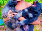 German Shepherd Long Coat Puppies