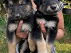 German Shepherd Long Coat Puppies