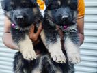 German Shepherd Long Coat Puppies