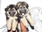 German Shepherd Long Coat Puppies