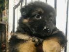 German Shepherd Long Coat Puppies