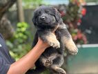 German Shepherd Long Coat Puppies
