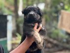 German Shepherd Long Coat Puppies