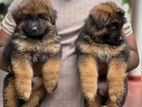 German Shepherd Long Coat Puppies