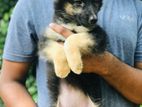 German Shepherd Long Coat Puppies