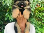 German Shepherd Long Coat Puppies