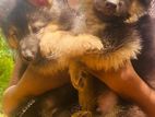 German Shepherd Long Coat Puppies