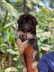 Long Coat German Import German Shepherd Puppies Shepherd Dogs