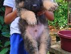 German Shepherd Long Coat Puppies