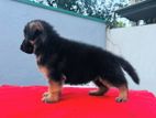 German Shepherd Long Coat Puppies