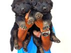 German Shepherd Long Coat Puppies