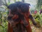 German Shepherd Long Coat Puppies