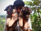German Shepherd Long Coat Puppies