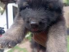 German Shepherd Long Coat Puppies