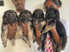 German Shepherd Long Coat Puppies