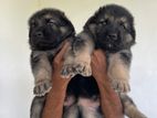 German Shepherd Long Coat Puppies