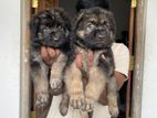German Shepherd Long Coat Puppies