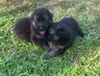 German Shepherd( Long Coat) Puppies