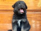 German Shepherd Long Coat Puppies