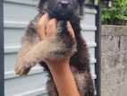 German shepherd long coat puppies
