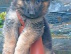 German Shepherd Long Coat Puppies