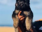 German Shepherd Long Coat Puppies