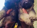 German Shepherd Long Coat Puppies