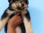 German Shepherd Long Coat Puppies