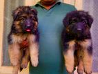 German Shepherd Long Coat Puppies