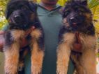 German Shepherd Long Coat Puppies