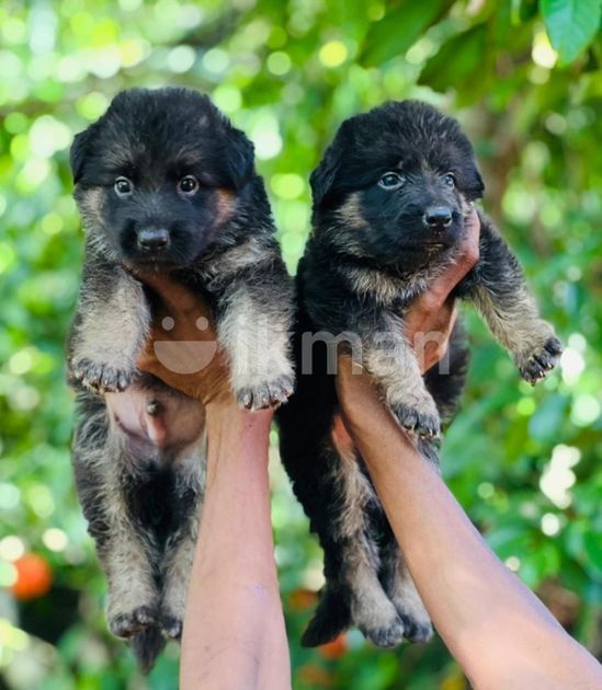 German Shepherd Long Coat Puppies in Hikkaduwa ikman.lk