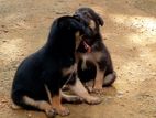 German Shepherd Long Coat Puppies