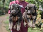 German Shepherd Long Coat Puppies