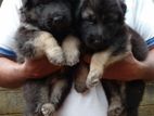 German Shepherd Long Coat Puppies