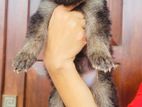 German Shepherd Long Coat Puppies