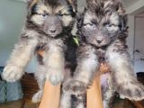 German Shepherd Long Coat Puppies