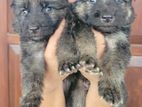 German Shepherd Long Coat Puppies