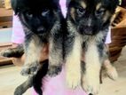 German Shepherd Long Coat Puppies