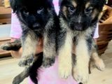 German Shepherd Long Coat Puppies