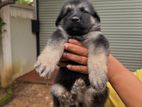 German Shepherd Long Coat Puppies