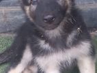 German Shepherd Long Coat Puppies