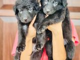 German Shepherd Long Coat Puppies