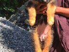 German Shepherd Long Coat Puppies