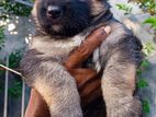 German Shepherd Long Coat Puppies