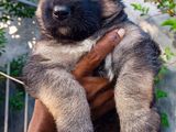 German Shepherd Long Coat Puppies