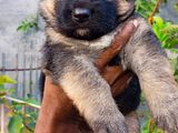 German Shepherd Long Coat Puppies